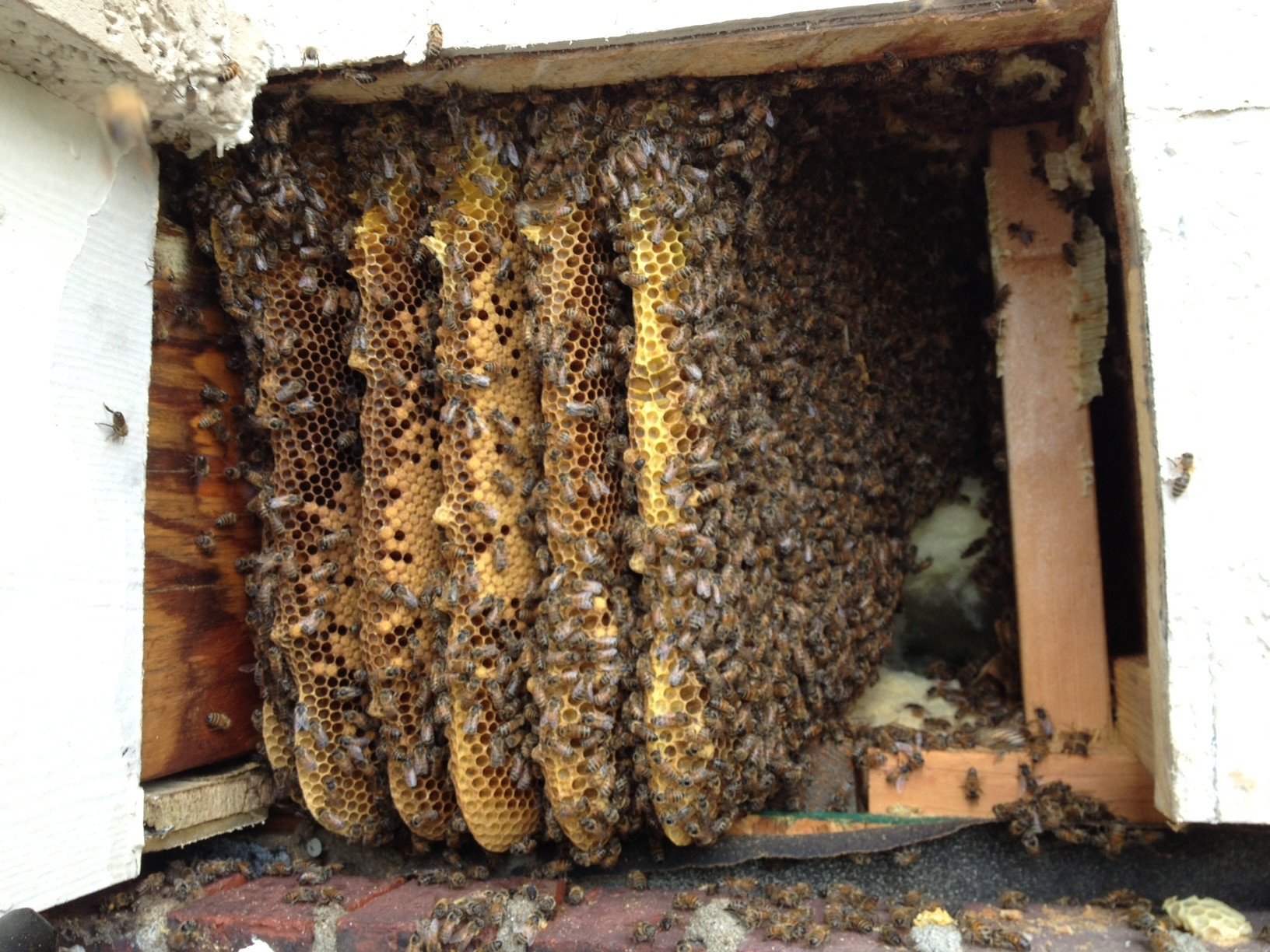 Отношения между крапивницей и домашней пчелой. Шмелиный Рой в доме. Пчелиное гнездо. Пчелиный улей внутри. Пчелиный улей изнутри.